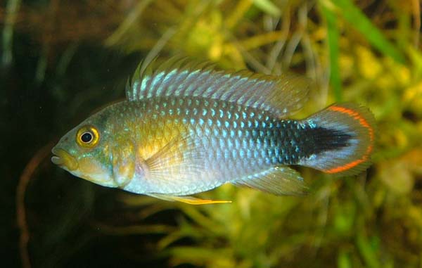 Apistogramma panduro